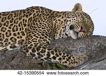 Stock Photo - leopard asleep 
on branch. fotosearch 
- search stock 
photos, pictures, 
images, and photo 
clipart