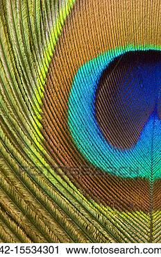 Stock Photography - peacock feather. 
fotosearch - search 
stock photos, 
pictures, images, 
and photo clipart