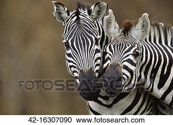 Stock Photography - burchell's zebras. 
fotosearch - search 
stock photos, 
pictures, images, 
and photo clipart