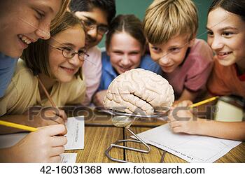 Stock Photo - students studying 
human brain in 
science class. 
fotosearch - search 
stock photos, 
pictures, images, 
and photo clipart