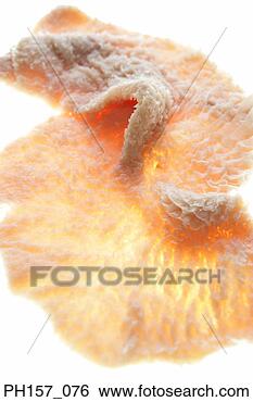 Trippa
Visualizza immagine ingrandita Archivio Fotografico - trippa. fotosearch
- cerca foto,
illustrazioni,
immagini e foto
clipart