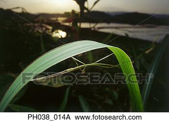 Stock Photo - stick insect camouflage 
on blade of grass. 
fotosearch - search 
stock photos, 
pictures, images, 
and photo clipart