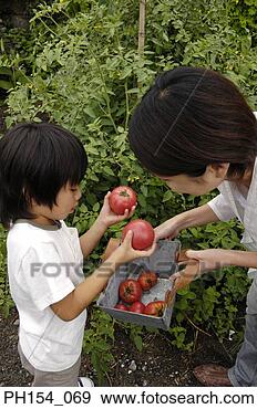 Stock Photograph - high angle view 
of a mid adult 
woman holding 
a basket of apples 
with. fotosearch 
- search stock 
photos, pictures, 
images, and photo 
clipart