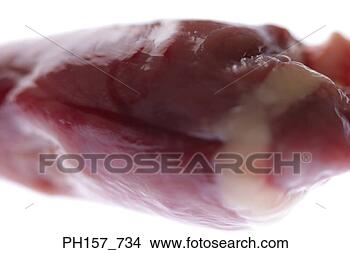 Stock Photo - animal's kidney. 
fotosearch - search 
stock photos, 
pictures, images, 
and photo clipart