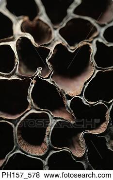 Stock Photo - lotus, close-up. 
fotosearch - search 
stock photos, 
pictures, images, 
and photo clipart