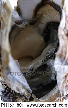 Stock Photography - oyster, close-up. 
fotosearch - search 
stock photos, 
pictures, images, 
and photo clipart