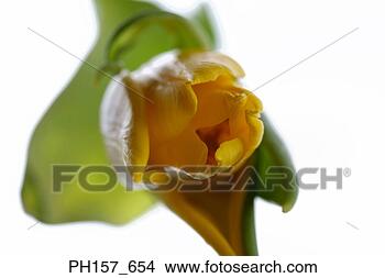 Stock Photo - yellow tulip. 
fotosearch - search 
stock photos, 
pictures, images, 
and photo clipart