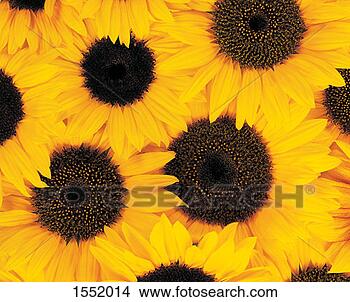 Stock Photo - overhead view 
of a crowded bunch 
of yellow sunflowers. 
fotosearch - search 
stock photos, 
pictures, images, 
and photo clipart
