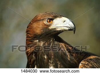 Stock Photography - close up of a 
golden eagle. 
fotosearch - search 
stock photos, 
pictures, images, 
and photo clipart