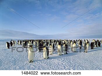 Stock Photo - emperor penguin 
colony, dawson-lambton 
glacier, weddel 
sea, antarctica. 
fotosearch - search 
stock photos, 
pictures, images, 
and photo clipart