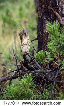 Picture - squirrel stands 
on a pine tree 
branch eating 
a pine cone. fotosearch 
- search stock 
photos, pictures, 
images, and photo 
clipart