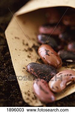 Stock Photo - close-up on an 
envelope of runner 
beans. fotosearch 
- search stock 
photos, pictures, 
images, and photo 
clipart