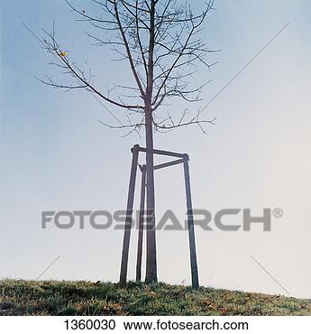 Stock Photography - sapling growing 
inside a triangular 
fence in a park 
at autumn. fotosearch 
- search stock 
photos, pictures, 
images, and photo 
clipart