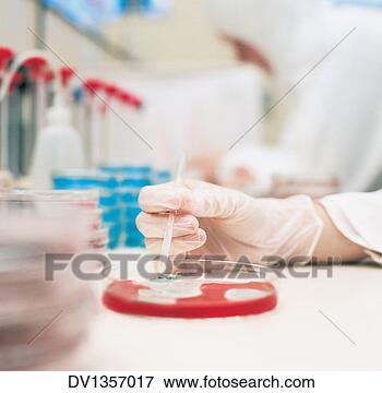 Picture - person examining 
bacteria in a 
petri dish. fotosearch 
- search stock 
photos, pictures, 
images, and photo 
clipart