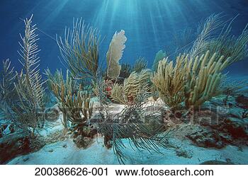 Stock Photography - coral reef with 
gorgonians and 
soft corals (digital 
composite). fotosearch 
- search stock 
photos, pictures, 
images, and photo 
clipart