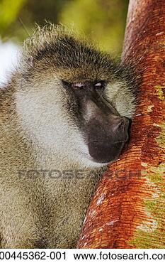 Stock Photography - olive baboon (papio 
cynocephalus) 
sleeping in tree, 
close-up. fotosearch 
- search stock 
photos, pictures, 
images, and photo 
clipart