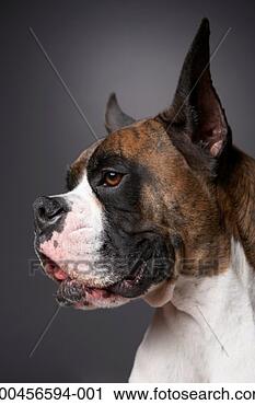 Stock Photography - dog looking away, 
close-up. fotosearch 
- search stock 
photos, pictures, 
images, and photo 
clipart