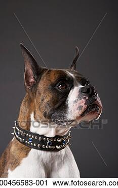 Stock Photography - dog wearing collar, 
looking away. 
fotosearch - search 
stock photos, 
pictures, images, 
and photo clipart