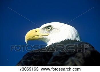 Stock Photo - 'american bald 
eagle, pigeon 
fork, tn'. fotosearch 
- search stock 
photos, pictures, 
images, and photo 
clipart