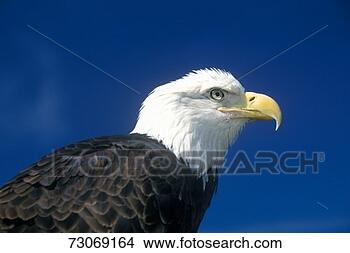 Stock Photo - 'american bald 
eagle, pigeon 
fork, tn'. fotosearch 
- search stock 
photos, pictures, 
images, and photo 
clipart