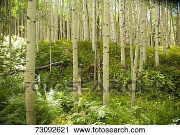 Stock Photography - aspen trees (populus 
tremuloides) and 
ferns. fotosearch 
- search stock 
photos, pictures, 
images, and photo 
clipart