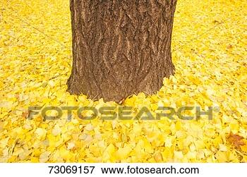 Picture - 'autumn leaves 
around trunk of 
tree, de'. fotosearch 
- search stock 
photos, pictures, 
images, and photo 
clipart
