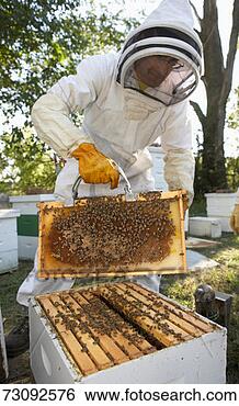 Stock Photo - beekeeper, honey 
bees (apis mellifera) 
and hive at dusk. 
fotosearch - search 
stock photos, 
pictures, images, 
and photo clipart