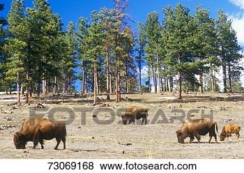 Stock Photo - 'bison grazing 
outside of denver, 
co'. fotosearch 
- search stock 
photos, pictures, 
images, and photo 
clipart