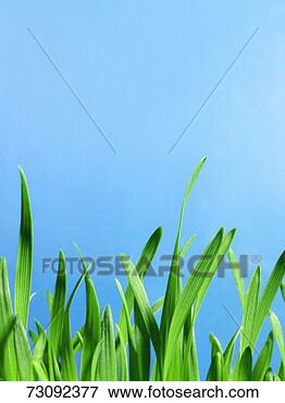 Picture - blades of grass, 
close up. fotosearch 
- search stock 
photos, pictures, 
images, and photo 
clipart