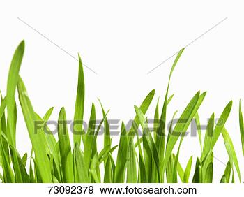 Stock Photograph - blades of grass, 
close up. fotosearch 
- search stock 
photos, pictures, 
images, and photo 
clipart
