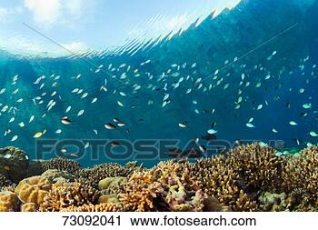 Stock Photography - blue-green damselfish 
(chromis viridis) 
swimming above 
hard corals. fotosearch 
- search stock 
photos, pictures, 
images, and photo 
clipart