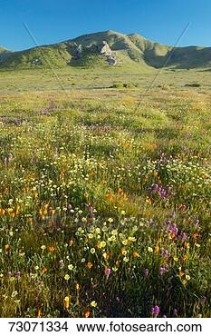 Stock Photo - 'bright spring 
yellow flowers, 
 desert gold and 
california poppies. 
fotosearch - search 
stock photos, 
pictures, images, 
and photo clipart