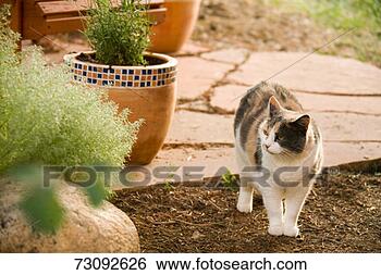 Stock Photo - cat standing in 
garden looking 
at plant. fotosearch 
- search stock 
photos, pictures, 
images, and photo 
clipart