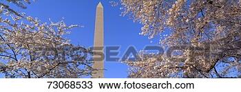 Stock Photo - 'cherry blossoms 
and washington 
monument, washington 
dc'. fotosearch 
- search stock 
photos, pictures, 
images, and photo 
clipart