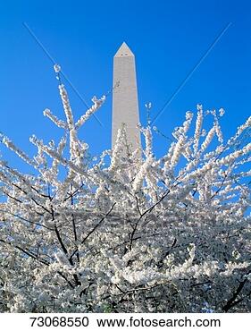 Stock Photography - 'cherry blossoms 
and washington 
monument, washington 
dc'. fotosearch 
- search stock 
photos, pictures, 
images, and photo 
clipart