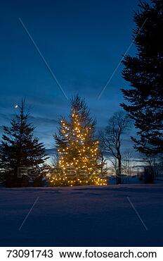 Stock Photo - christmas tree 
at dusk outdoors. 
fotosearch - search 
stock photos, 
pictures, images, 
and photo clipart