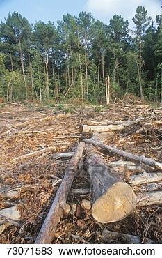 Stock Photo - a cleared area 
of lumber in a 
georgian logging 
region. fotosearch 
- search stock 
photos, pictures, 
images, and photo 
clipart