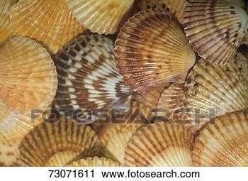 Stock Photography - close-up of seashells. 
fotosearch - search 
stock photos, 
pictures, images, 
and photo clipart