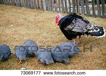 Picture - 'close-up of wild 
turkey rooster 
and hens, va'. 
fotosearch - search 
stock photos, 
pictures, images, 
and photo clipart