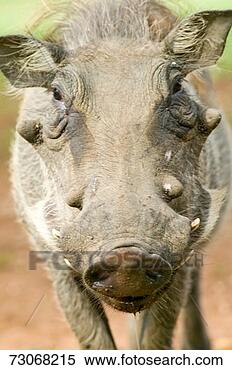 Stock Image - 'closeup of face 
of warthog in 
umfolozi game 
reserve,  south 
africa. fotosearch 
- search stock 
photos, pictures, 
images, and photo 
clipart