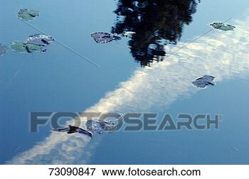 Picture - contrail and blue 
sky reflected 
in pond with water 
lilies. fotosearch 
- search stock 
photos, pictures, 
images, and photo 
clipart