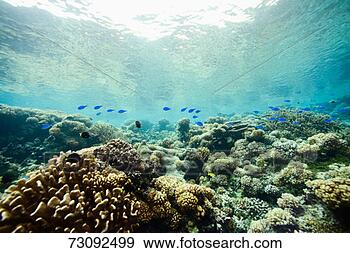 Stock Photograph - coral with blue 
fish swimming 
above, underwater 
view. fotosearch 
- search stock 
photos, pictures, 
images, and photo 
clipart