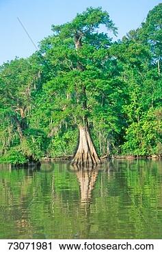Stock Photography - 'cypress trees 
in the bayou, 
lake fausse pointe 
state park, louisiana'. 
fotosearch - search 
stock photos, 
pictures, images, 
and photo clipart