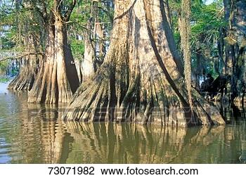 Stock Photo - 'cypress trees 
in the bayou, 
lake fausse pointe 
state park, louisiana'. 
fotosearch - search 
stock photos, 
pictures, images, 
and photo clipart