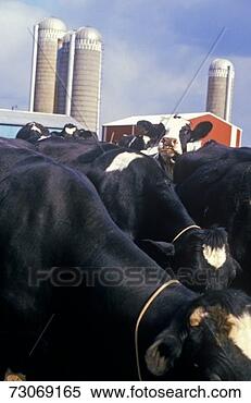 Stock Image - 'dairy farm, il'. 
fotosearch - search 
stock photos, 
pictures, images, 
and photo clipart