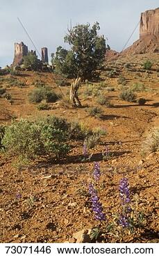Stock Photo - 'desert in bloom, 
monument valley, 
utah'. fotosearch 
- search stock 
photos, pictures, 
images, and photo 
clipart
