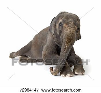 Picture - elephant lying 
down, against 
white background. 
fotosearch - search 
stock photos, 
pictures, images, 
and photo clipart