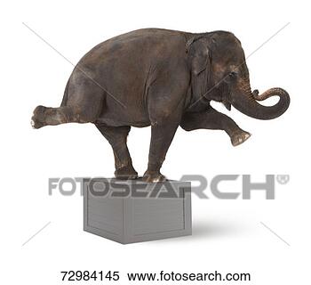 Stock Image - elephant performing 
trick on box. 
fotosearch - search 
stock photos, 
pictures, images, 
and photo clipart
