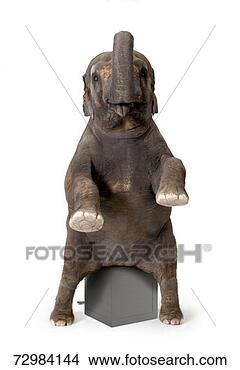 Stock Photo - elephant standing 
on hind legs, 
performing tricks. 
fotosearch - search 
stock photos, 
pictures, images, 
and photo clipart