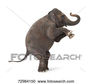 Stock Photography - elephant standing 
on hind legs, 
performing trick. 
fotosearch - search 
stock photos, 
pictures, images, 
and photo clipart